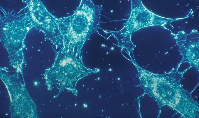 Essential Human Biology: Cells and Tissues