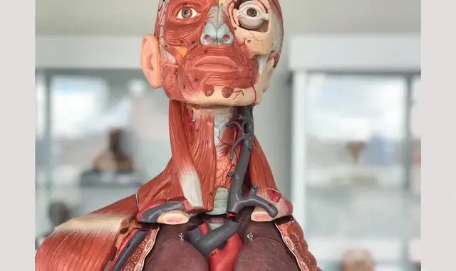 Fundamentos de anatomía y técnica quirúrgica básica