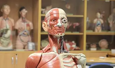 Human Anatomy for Stroke