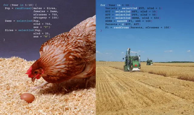 Breeding Programme Modelling with AlphaSimR