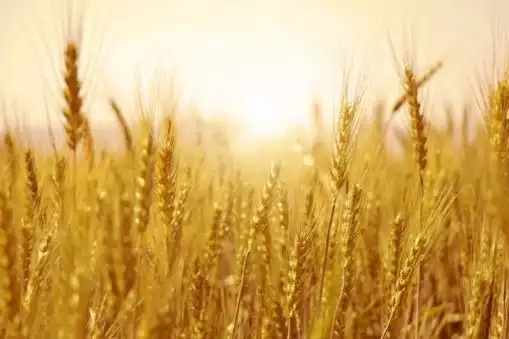 Aprende siembra directa